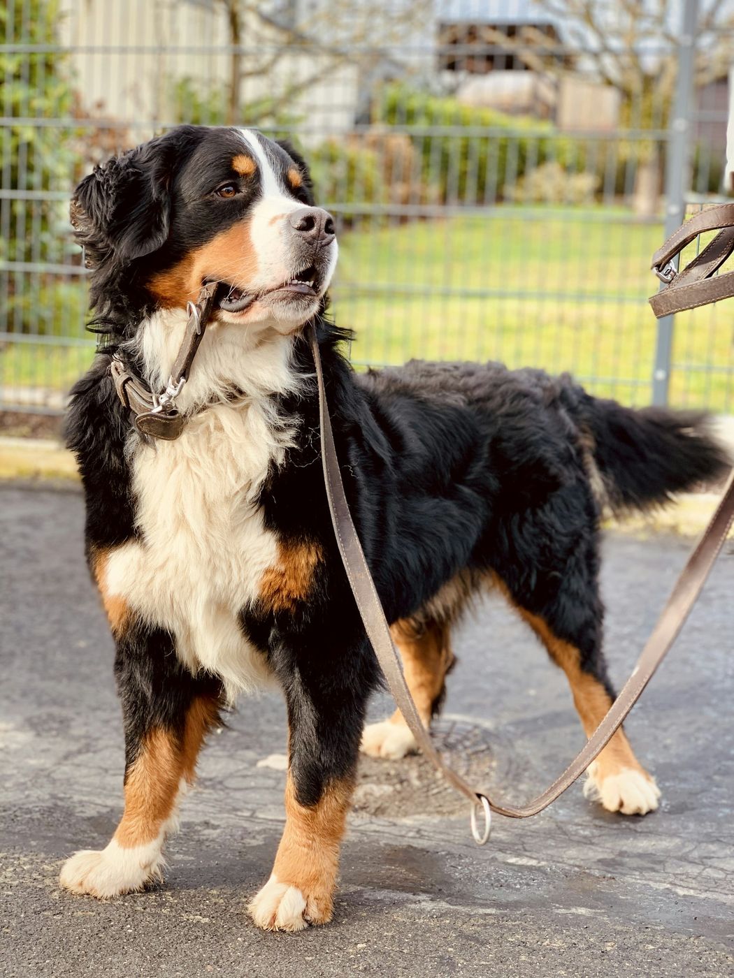 Bernese Mountain Dog standing on a lead by a fence