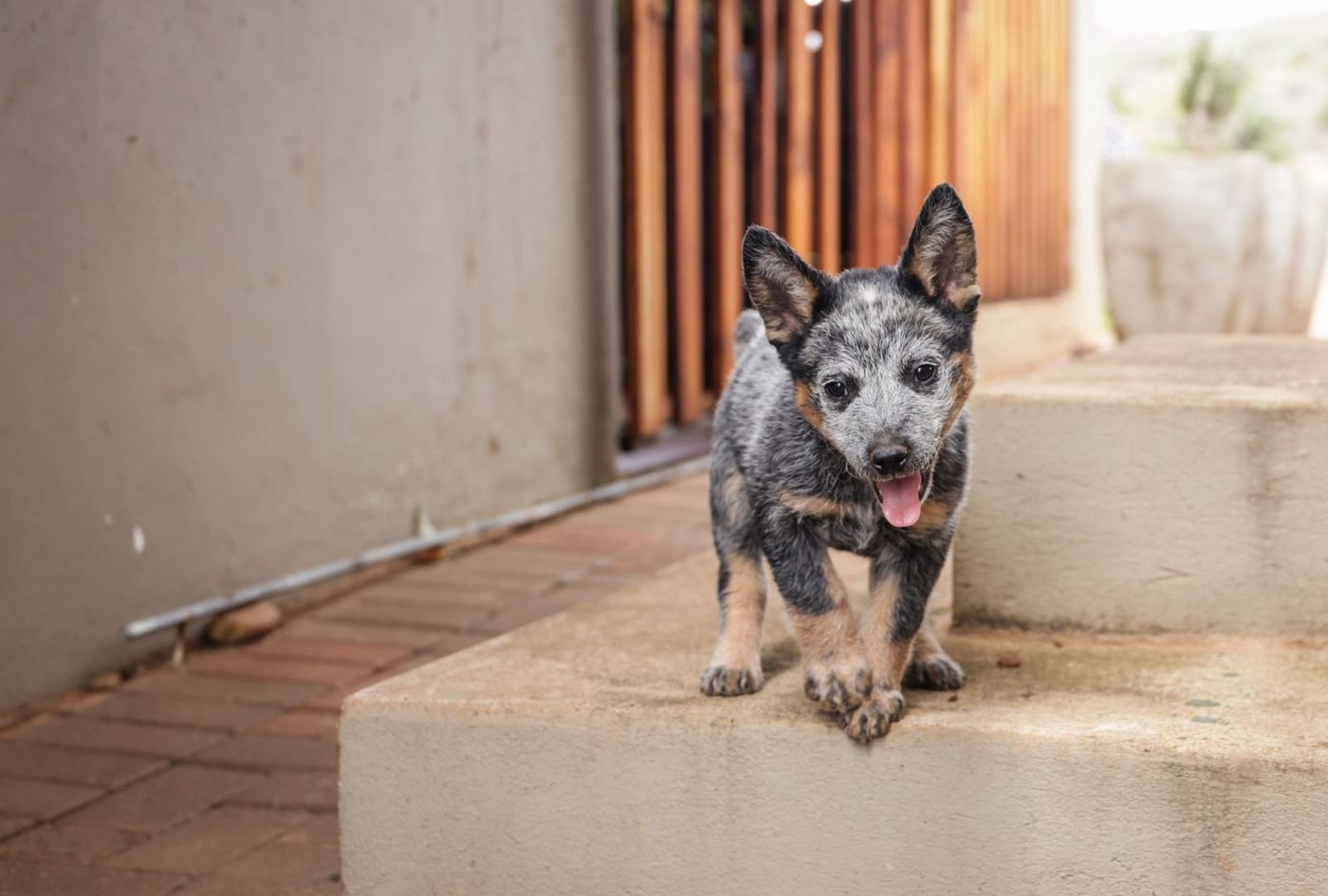 Blue heeler puppy on a garden step