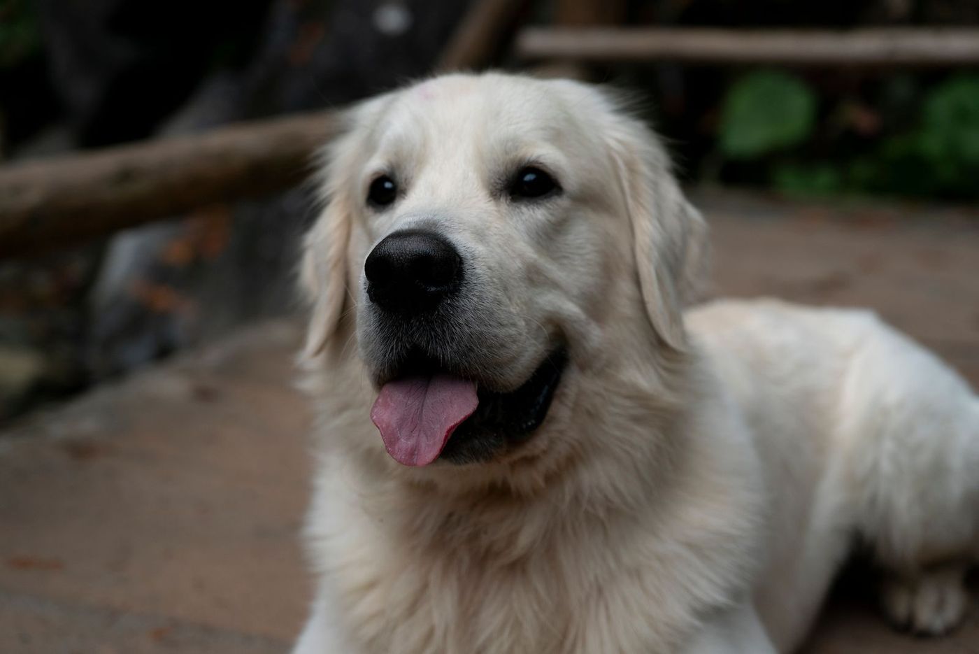 Cream golden retriever smiling at the camera