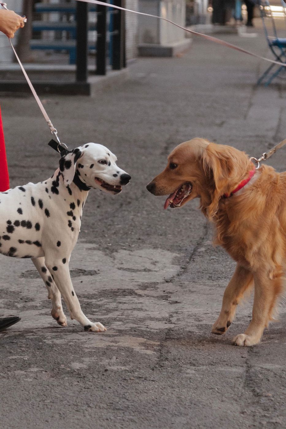 A Dalmatian and a golden dog greeting politely on leads
