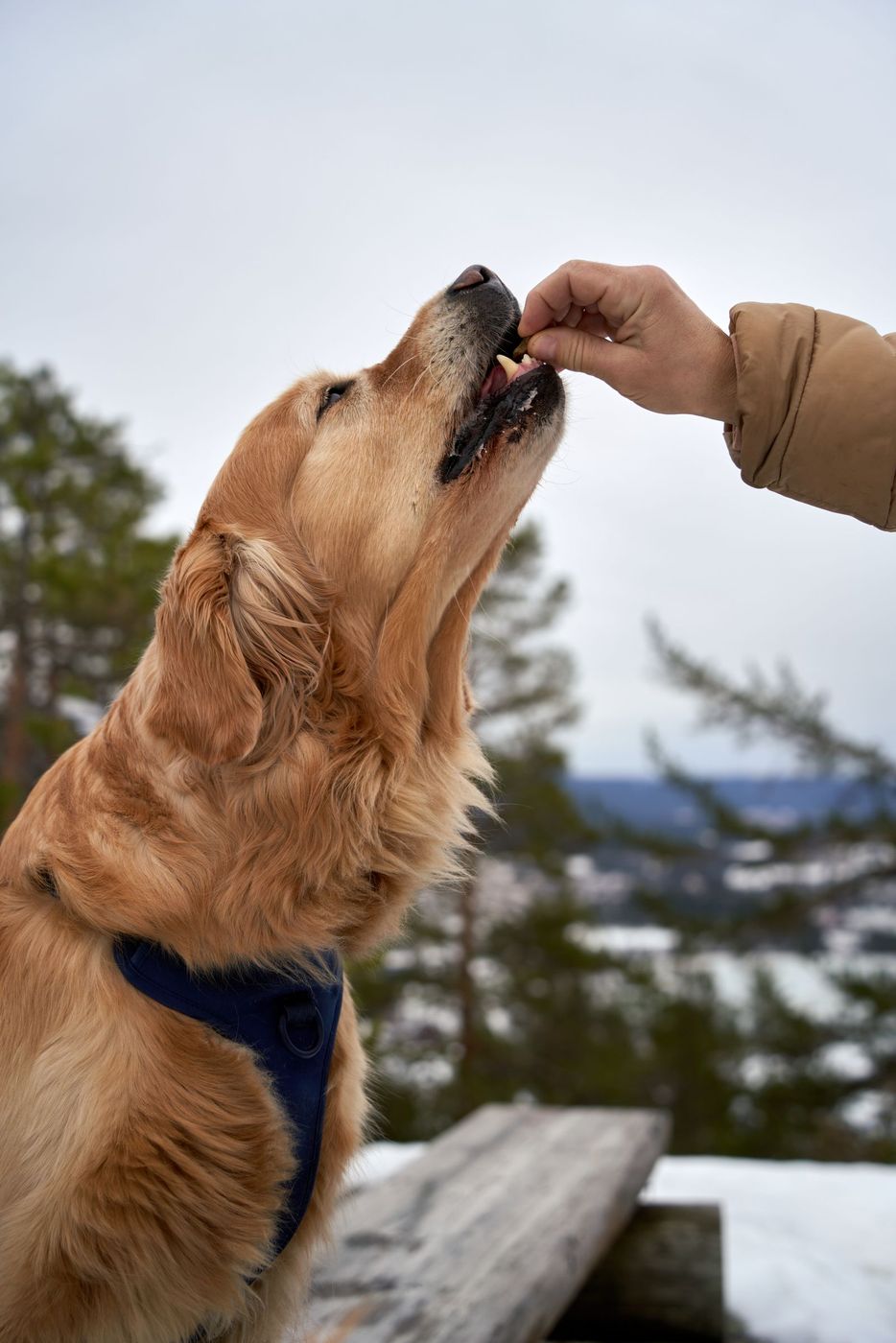 Golden retriever taking a treat in a harness on a winter hill