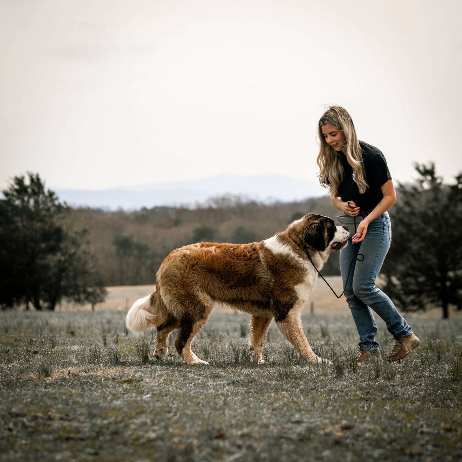 A big Saint Bernard walks toward a trainer on lead in an open field