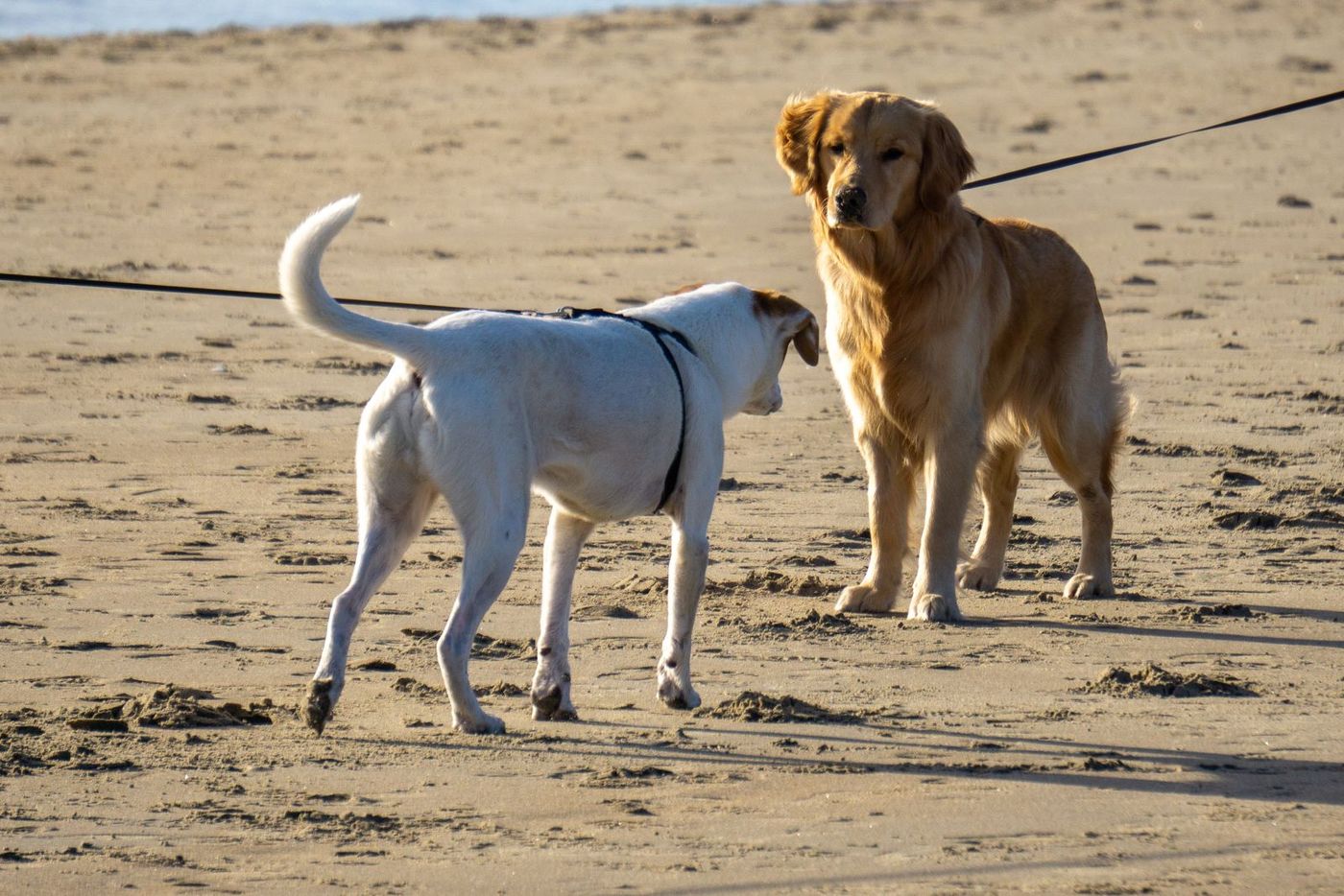 Two dogs meeting on leads on a sandy beach