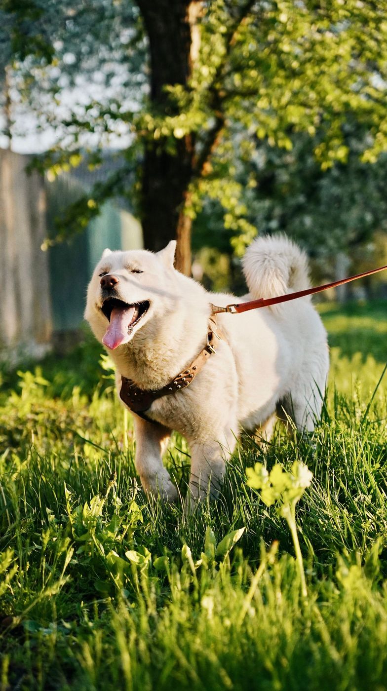 White dog on a lead in sunlit spring grass