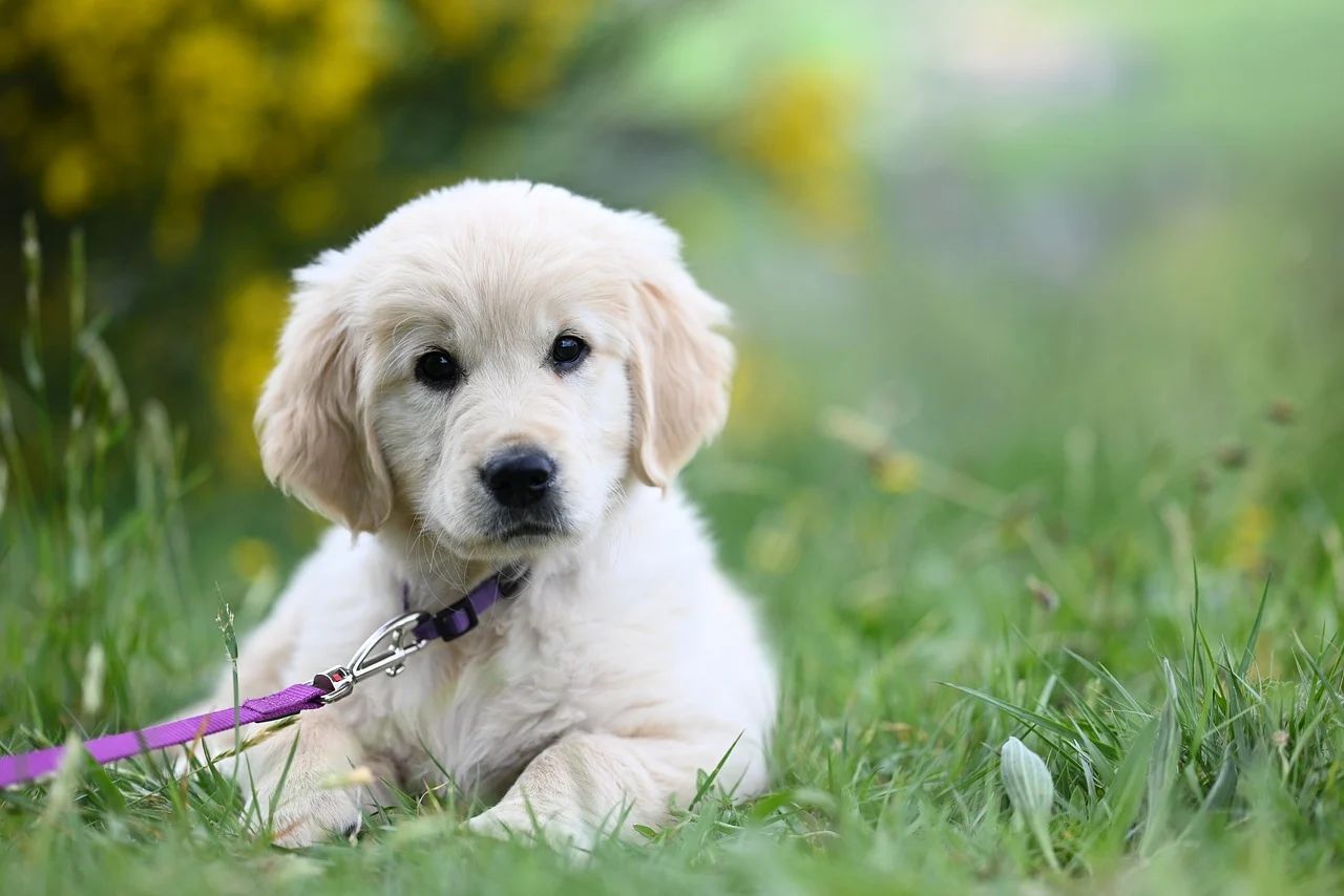 White golden puppy lying in the grass on a purple lead